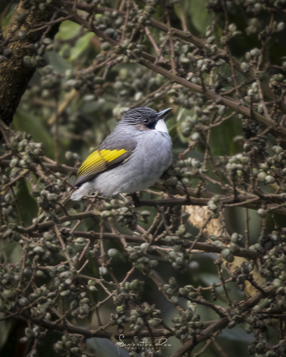 Bulbul à ailes vertes - ML645772899