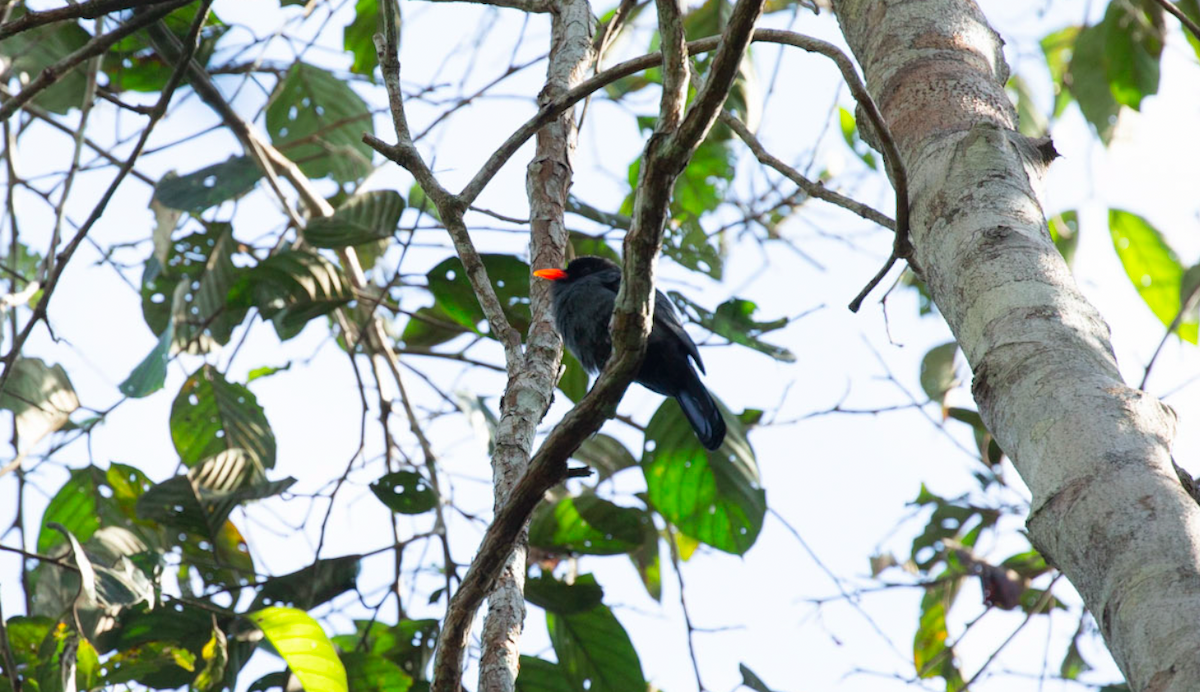 Barbacou unicolore - ML645772903