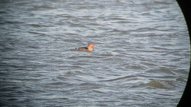 Harle huppé - ML645772904