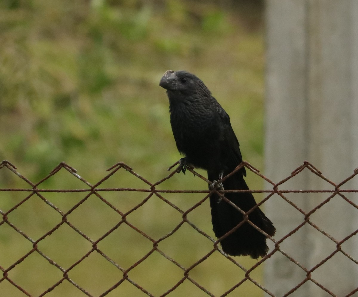 Ani à bec lisse - ML645772905