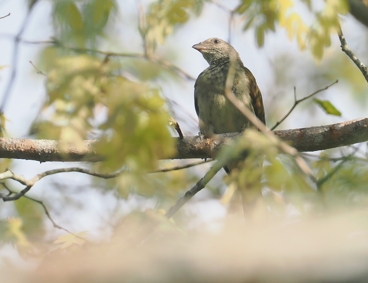 Indicateur varié - ML645772906