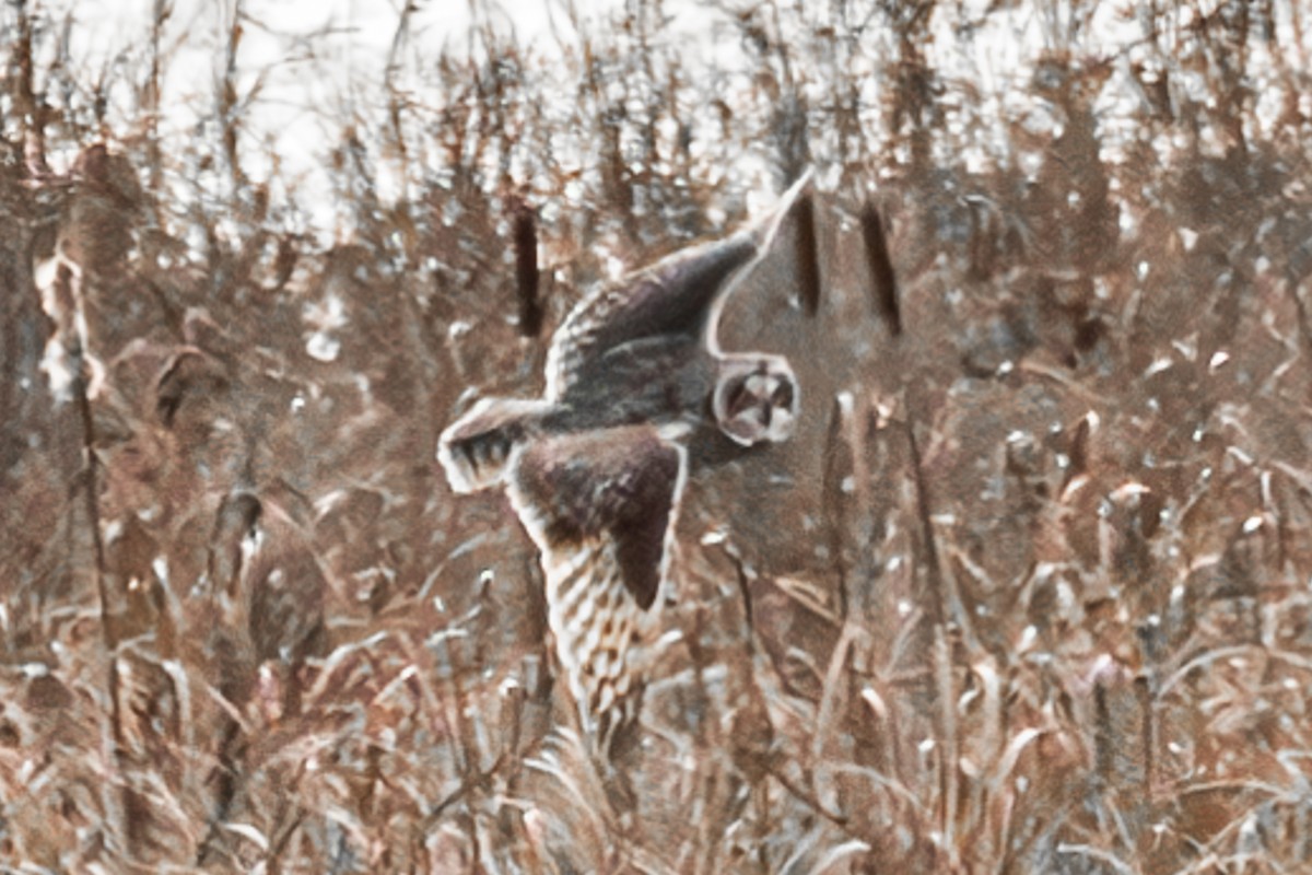 Hibou des marais - ML645772908