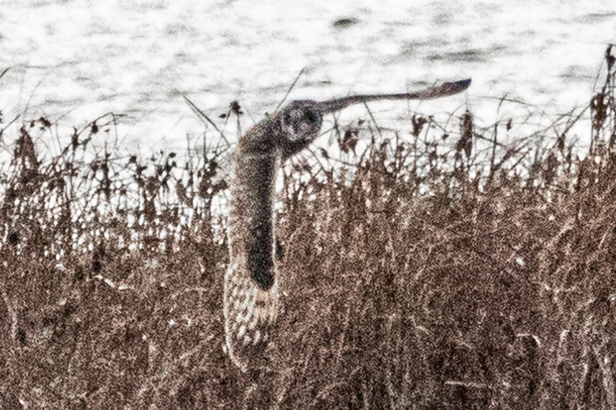 Hibou des marais - ML645772911