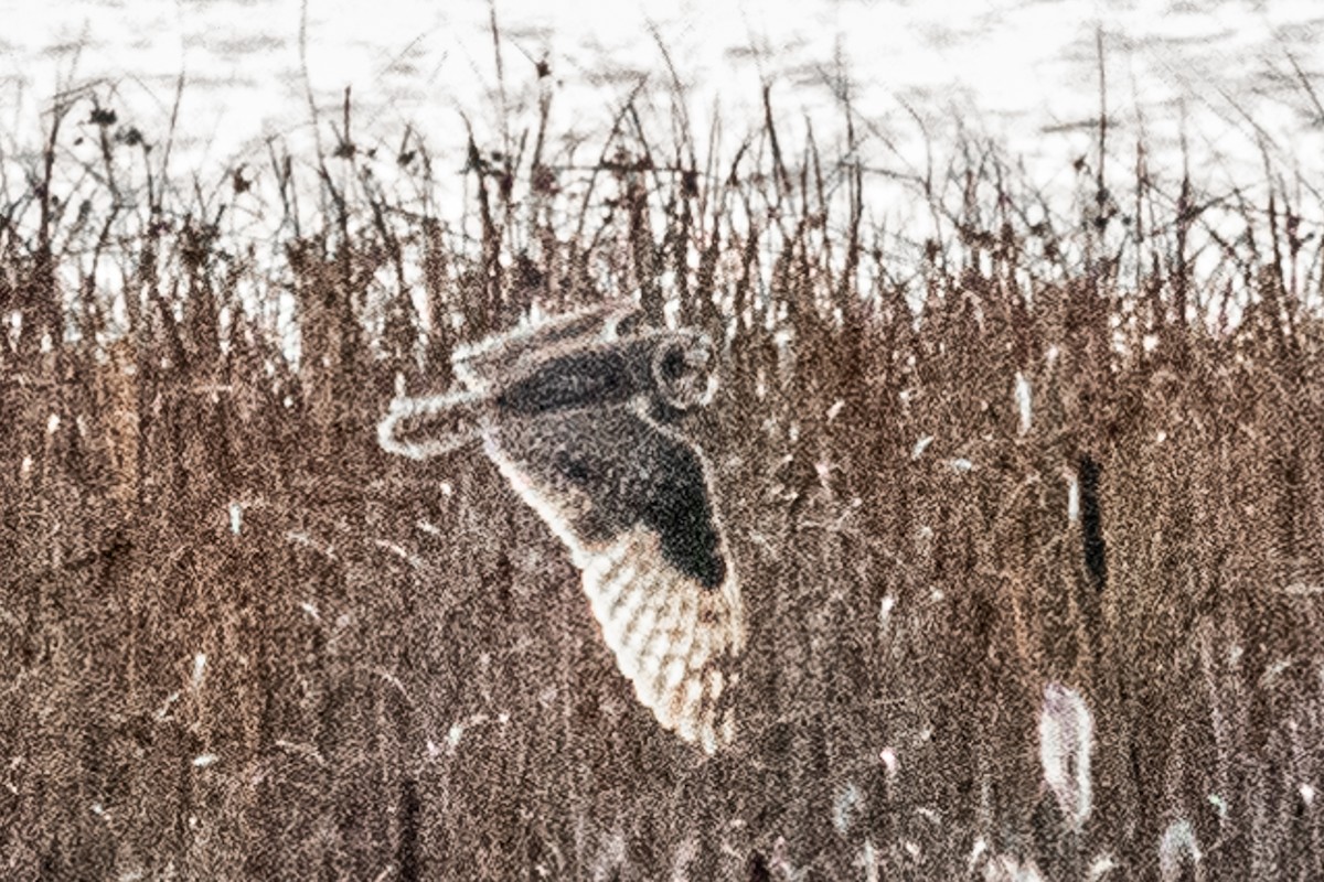 Hibou des marais - ML645772912