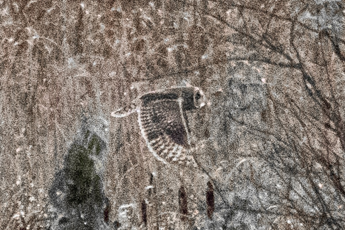 Hibou des marais - ML645772913