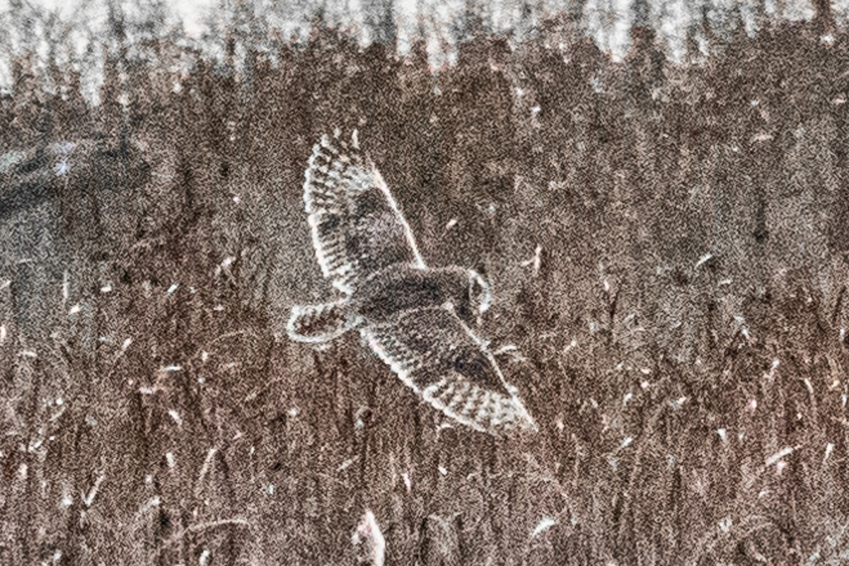 Hibou des marais - ML645772914