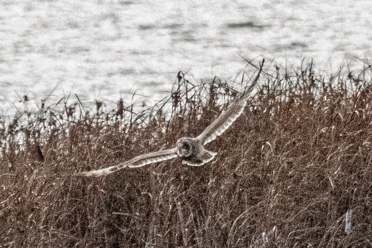 Hibou des marais - ML645772915