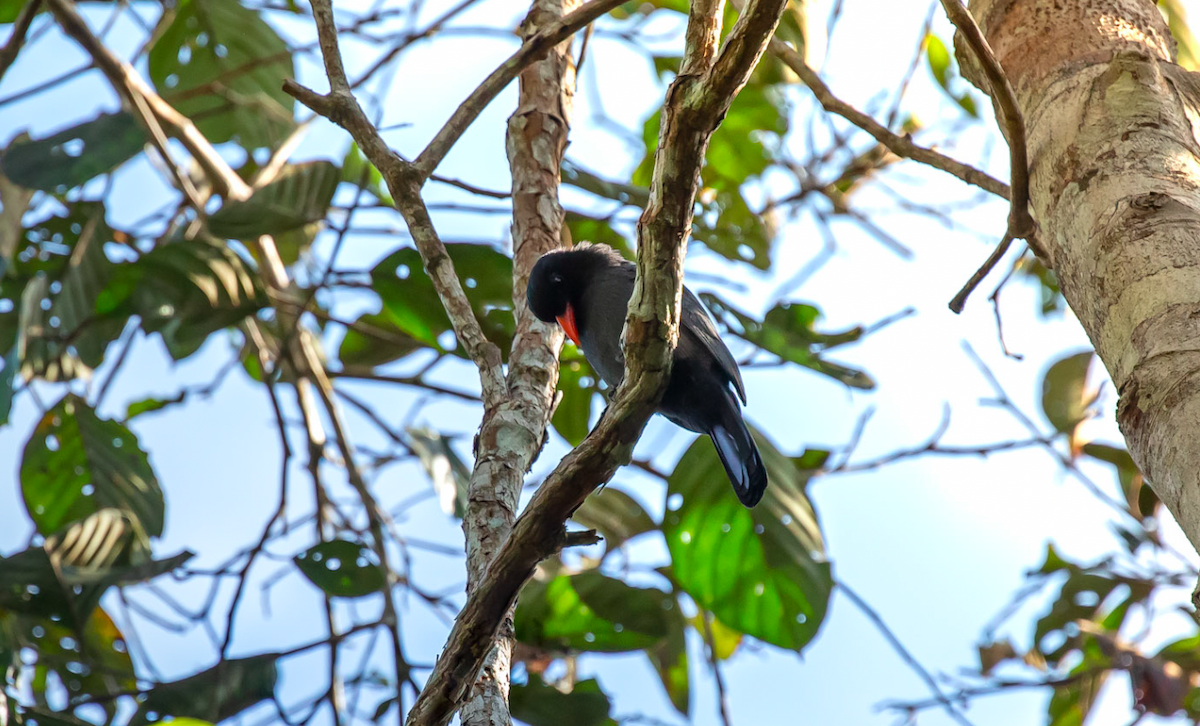 Barbacou unicolore - ML645772916