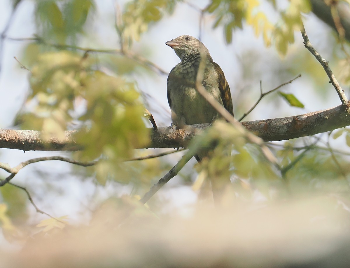 Indicateur varié - ML645772917