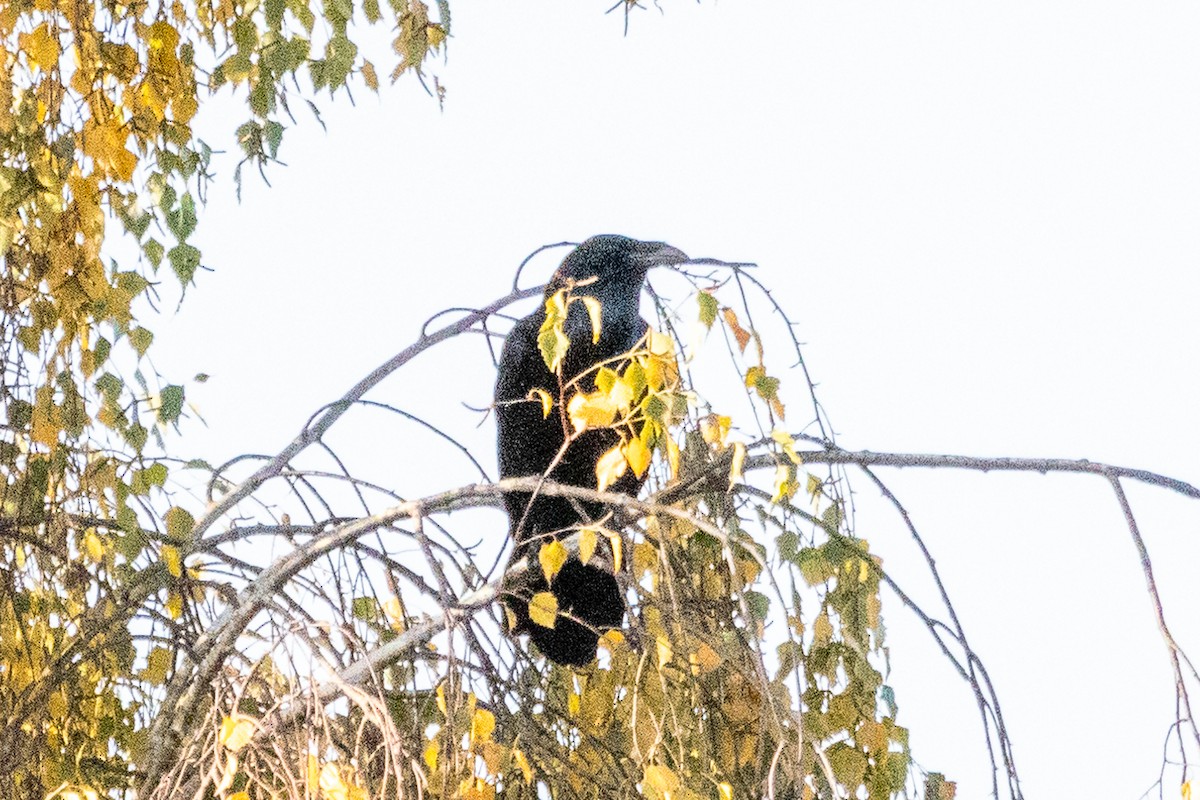 Grand Corbeau - ML645772918