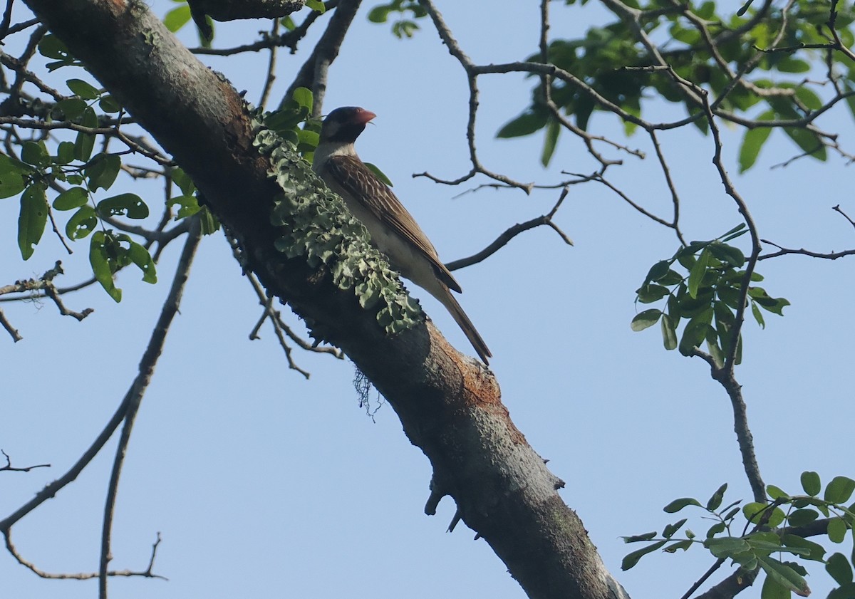 Grand Indicateur - ML645772919