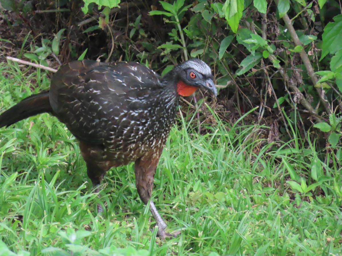 Dusky-legged Guan - ML645772931
