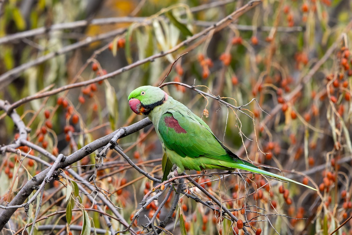 Alexandrine Parakeet - ML645772934