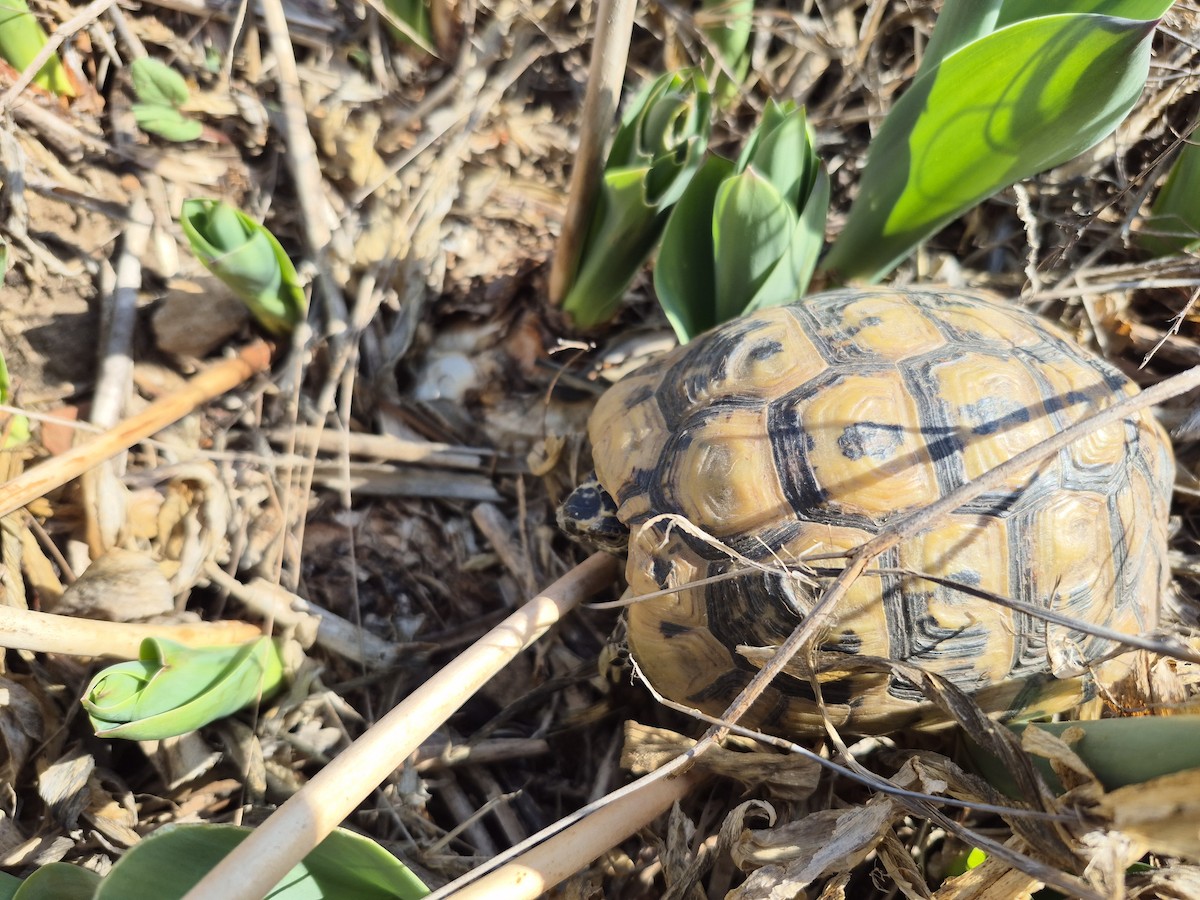 Greek Tortoise - ML645772935