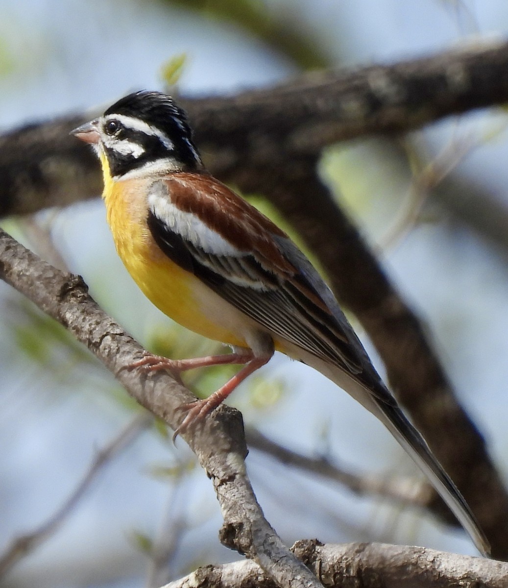 キンムネホオジロ - ML645772936