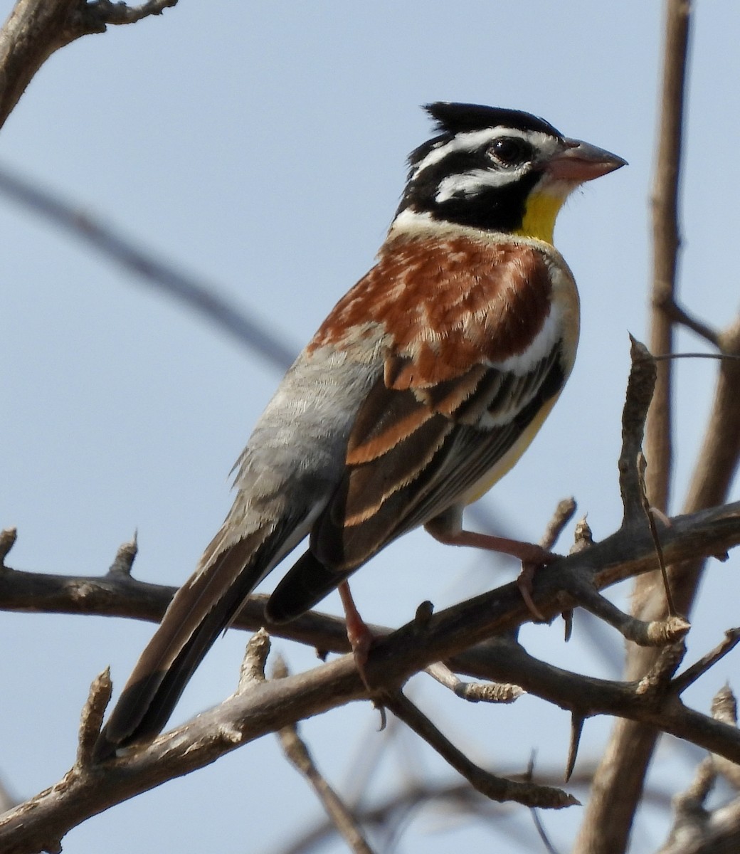 キンムネホオジロ - ML645772938