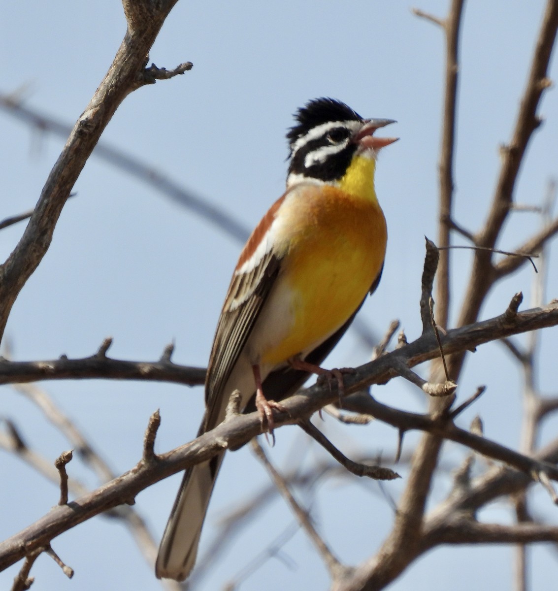 キンムネホオジロ - ML645772940