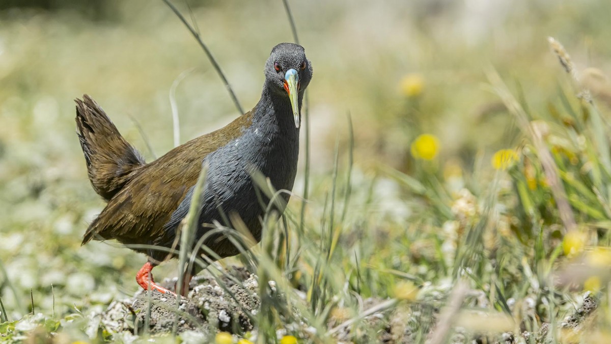 ハイイロクイナ - ML645772948