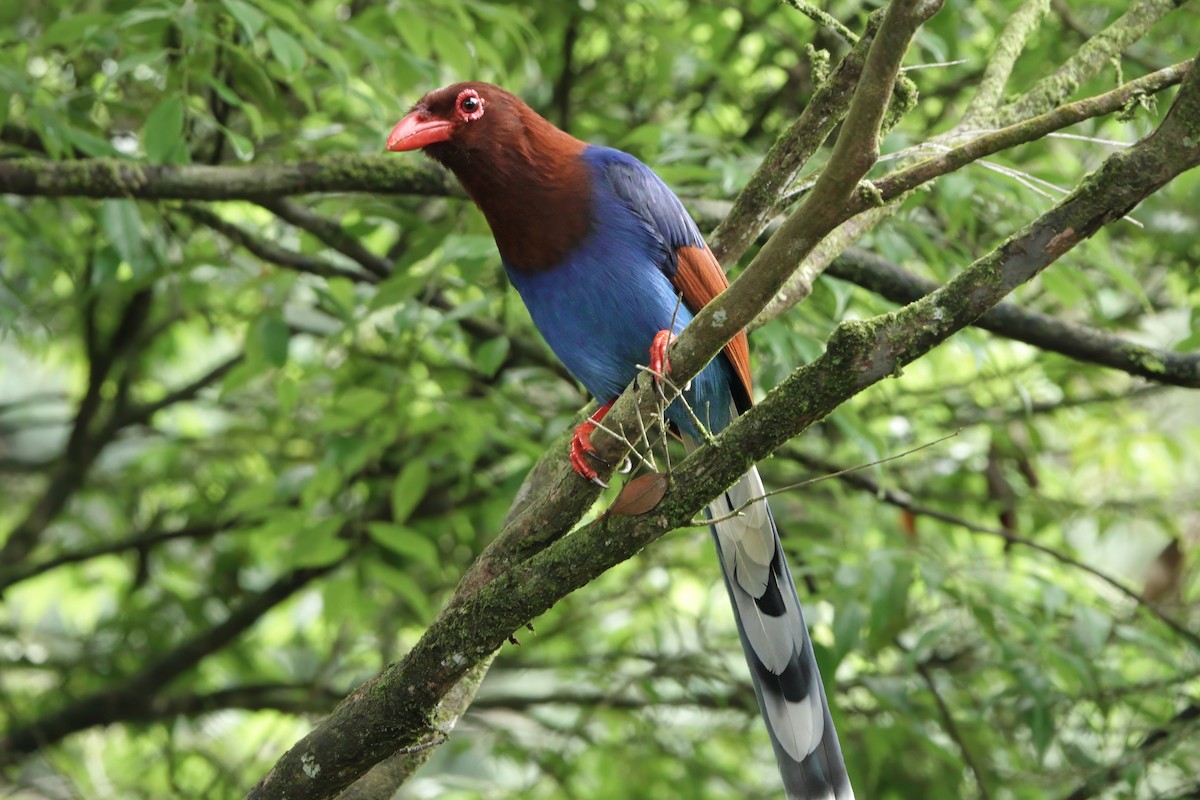 セイロンサンジャク - ML645772959