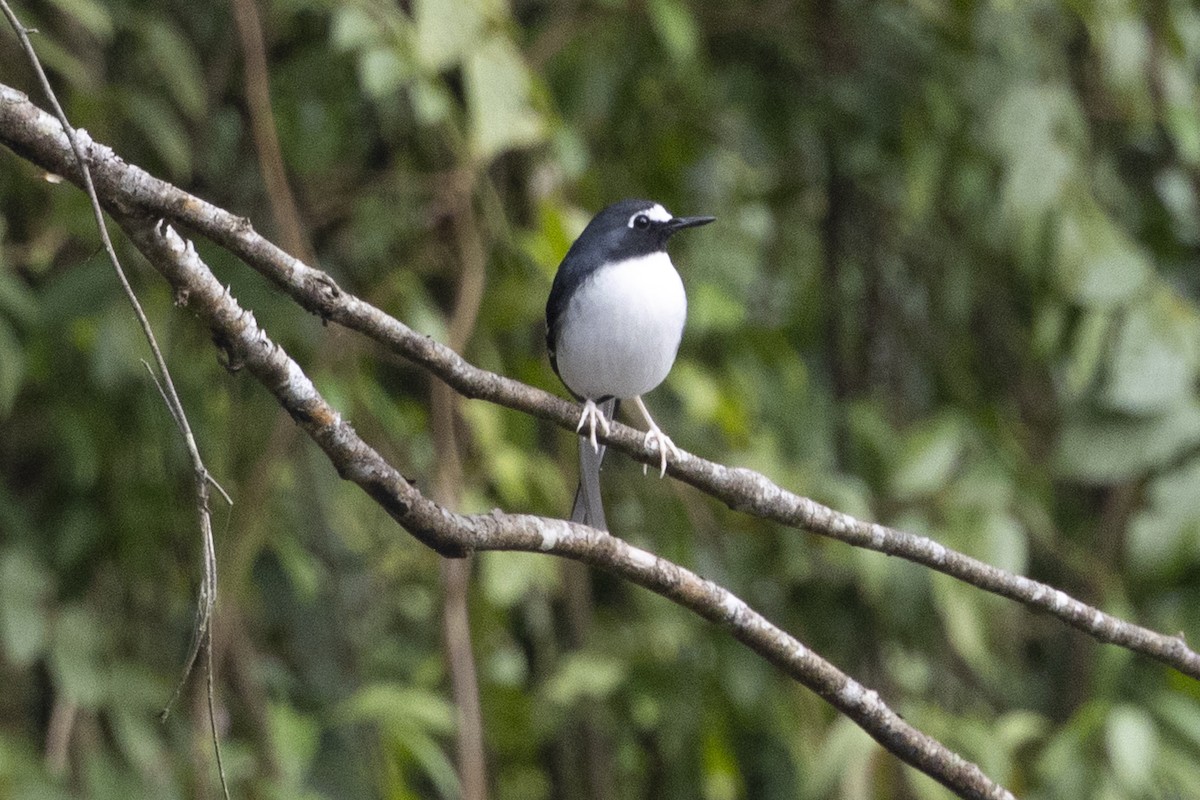 セグロエンビシキチョウ - ML645772979
