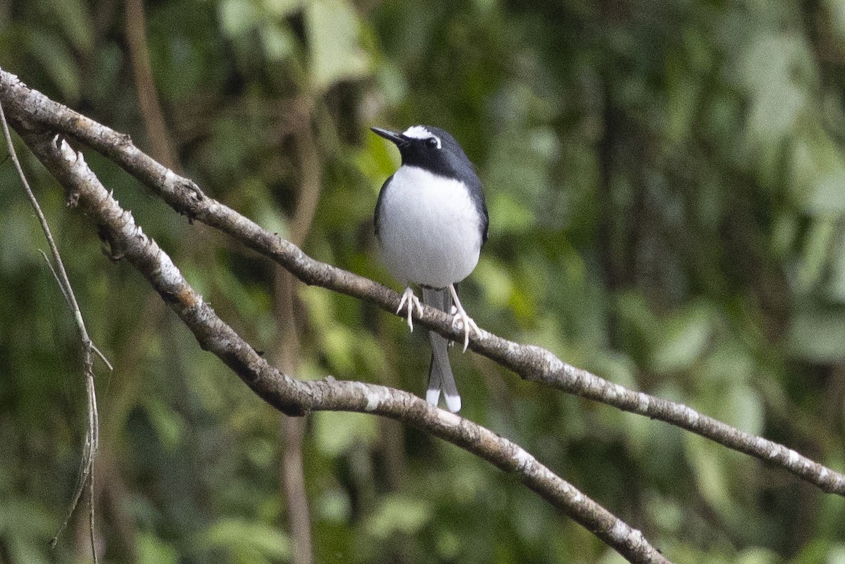 セグロエンビシキチョウ - ML645772980