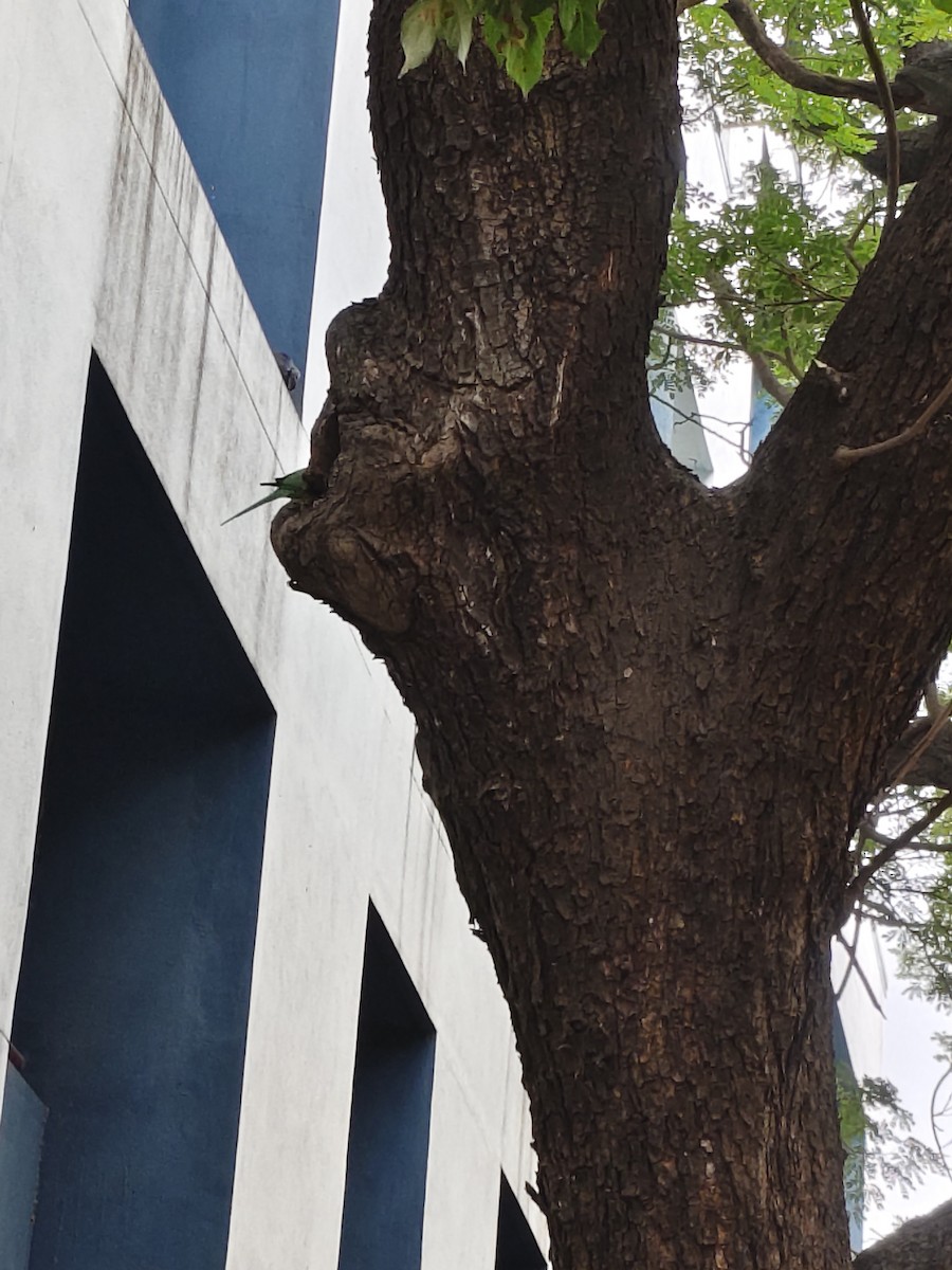 Sittich, unbestimmt - ML645772984