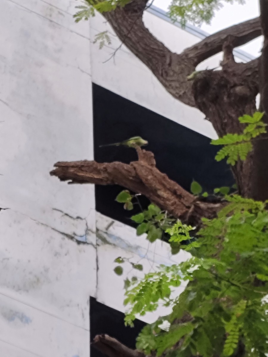 Sittich, unbestimmt - ML645772986