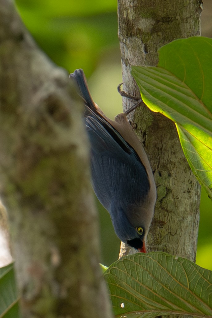 Velvet-fronted Nuthatch - ML645772998