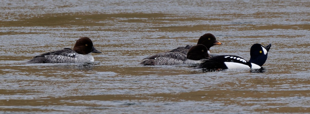 Barrow's Goldeneye - ML645773018