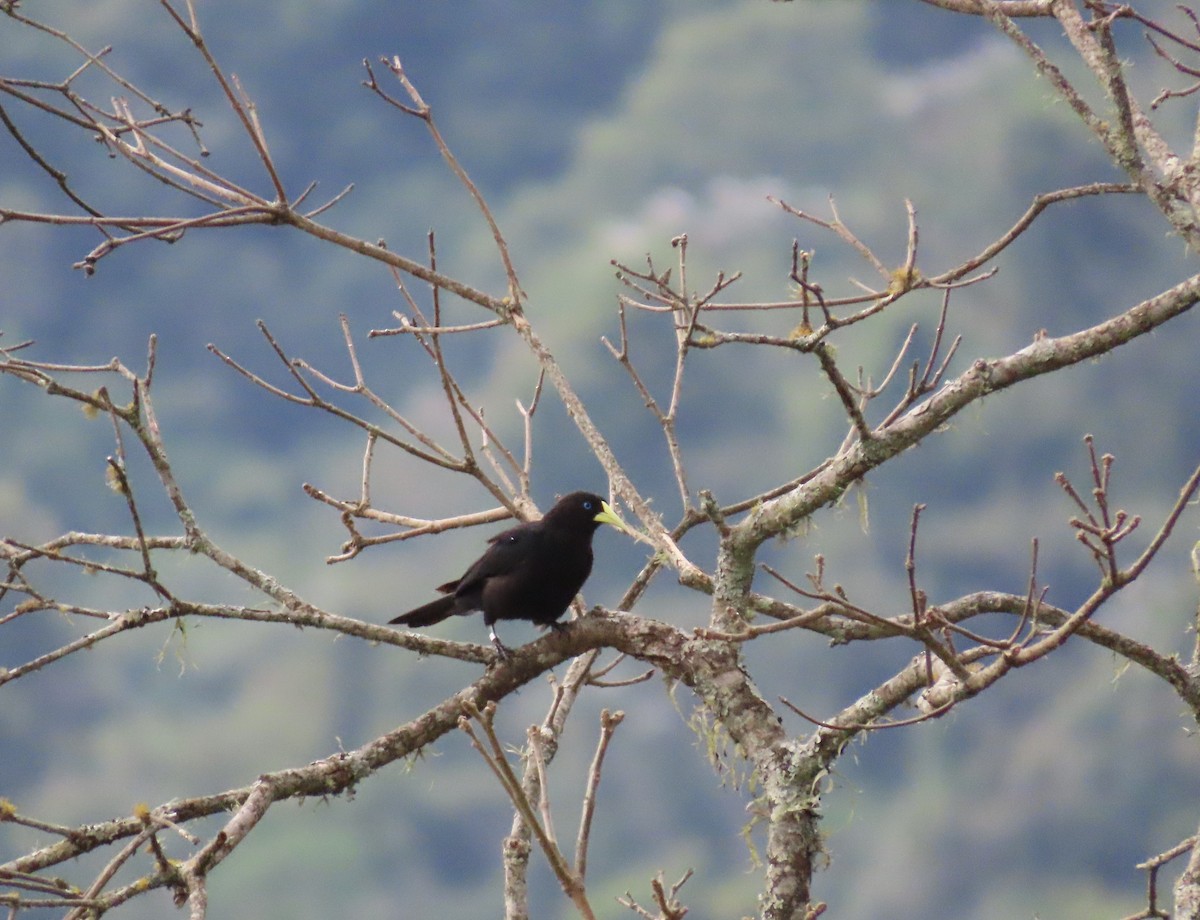 Касик червоногузий - ML645773019