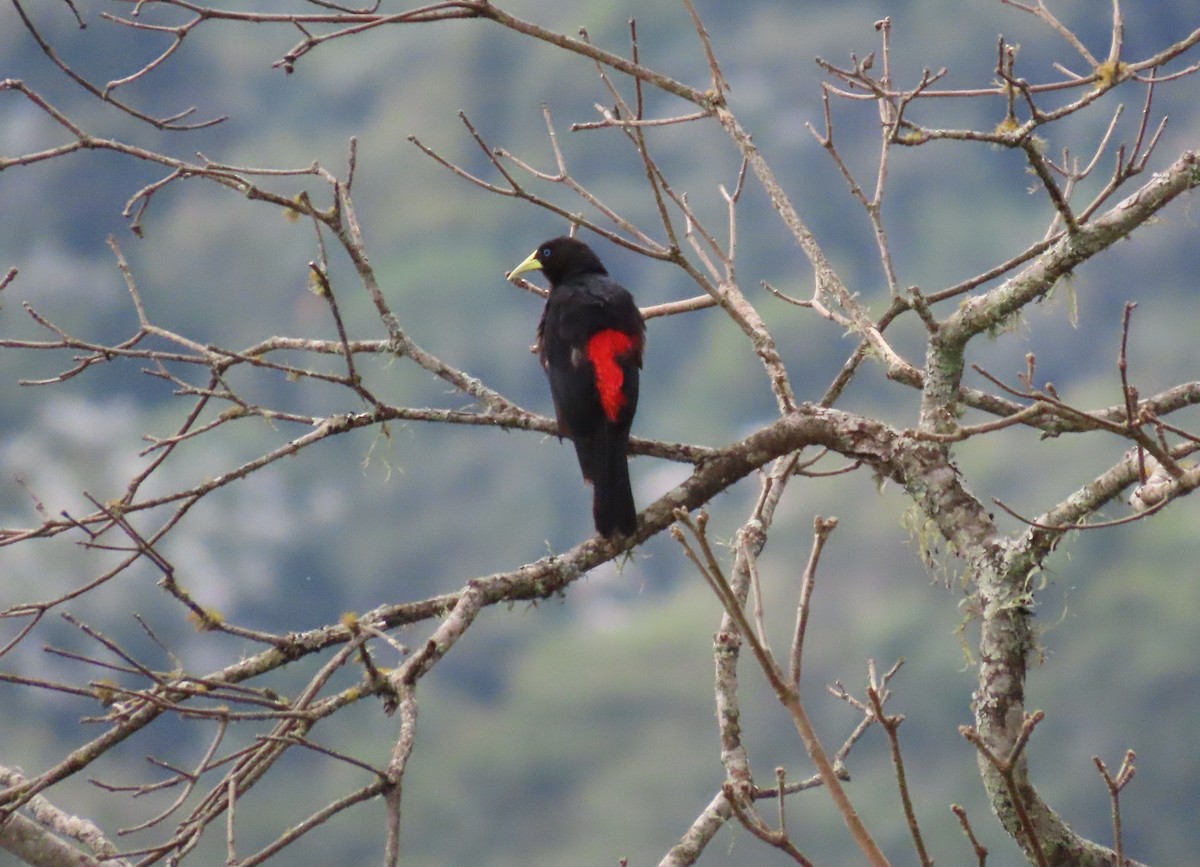 Касик червоногузий - ML645773020