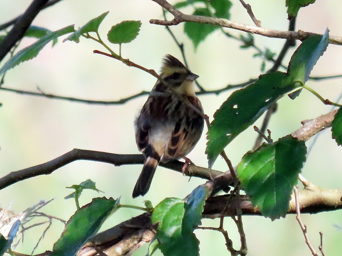 Вівсянка жовтогорла - ML645773022