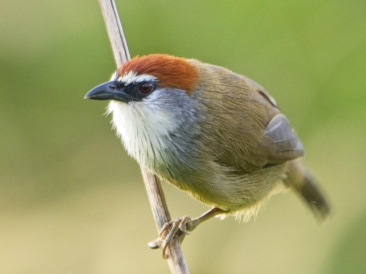 Тимелія червоноголова - ML645773023