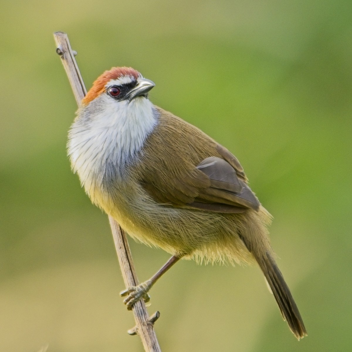 Тимелія червоноголова - ML645773024