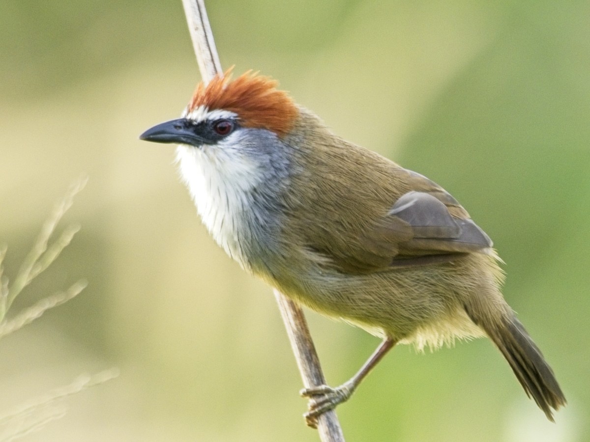 Тимелія червоноголова - ML645773025