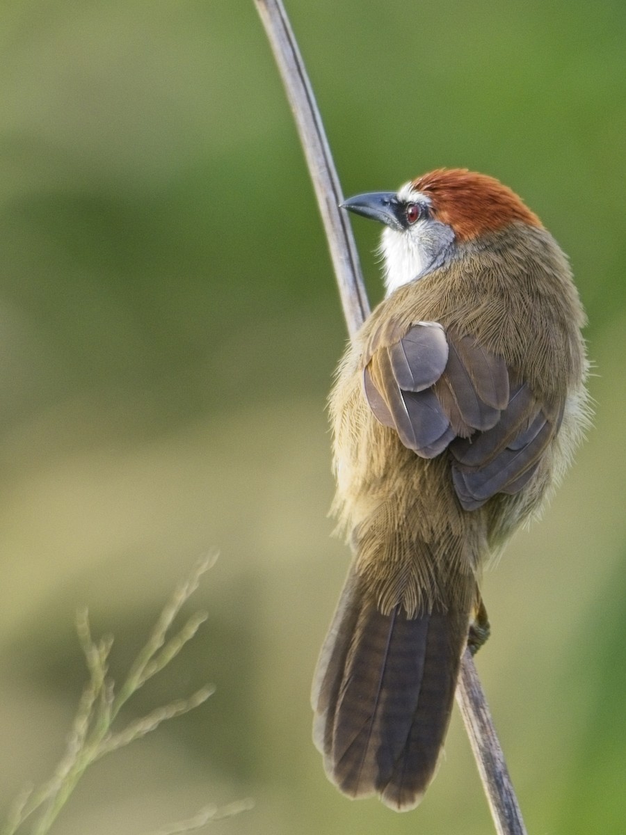 Тимелія червоноголова - ML645773026