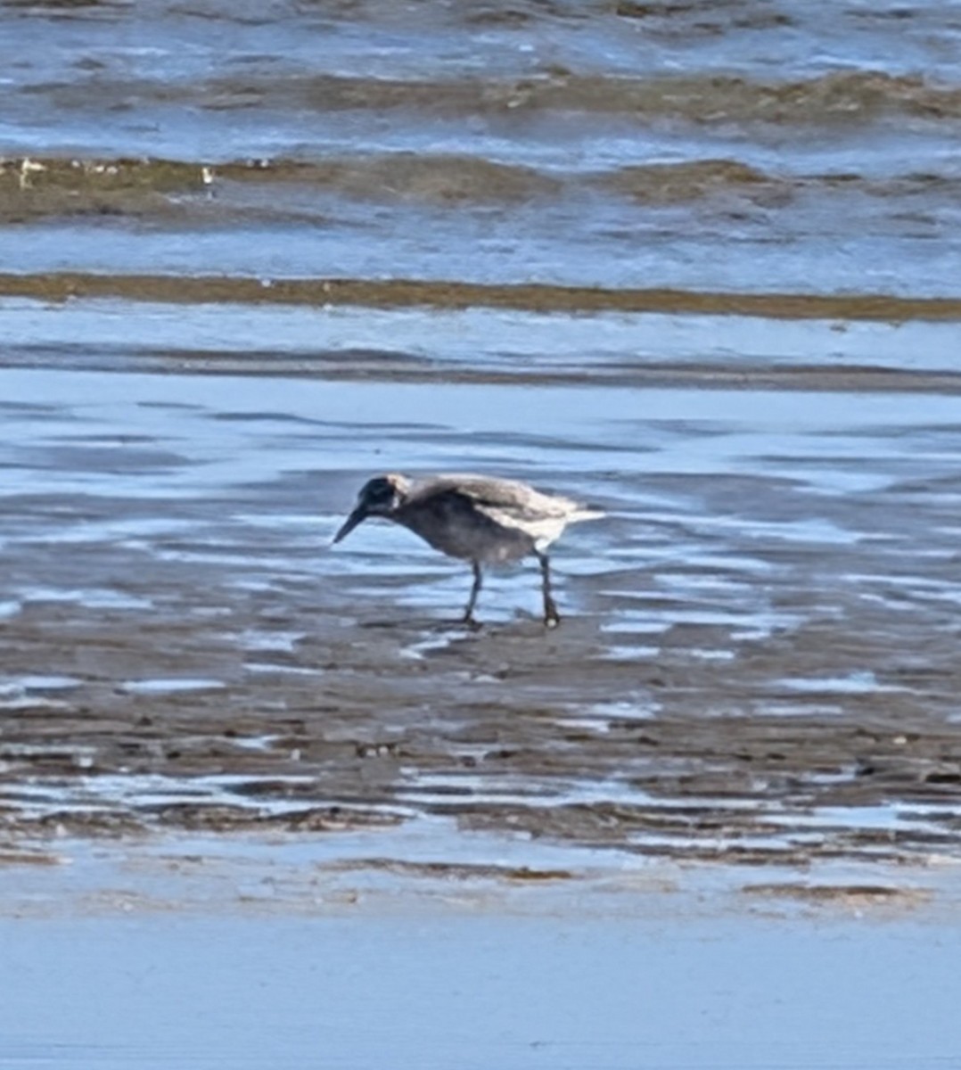 Побережник ісландський - ML645773027