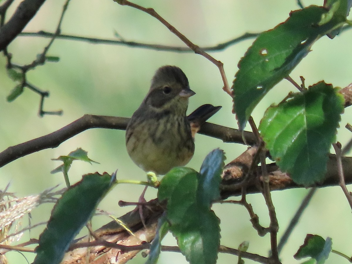 Вівсянка сибірська - ML645773029