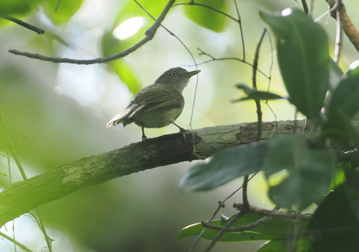 Торо-крихітка - ML645773030