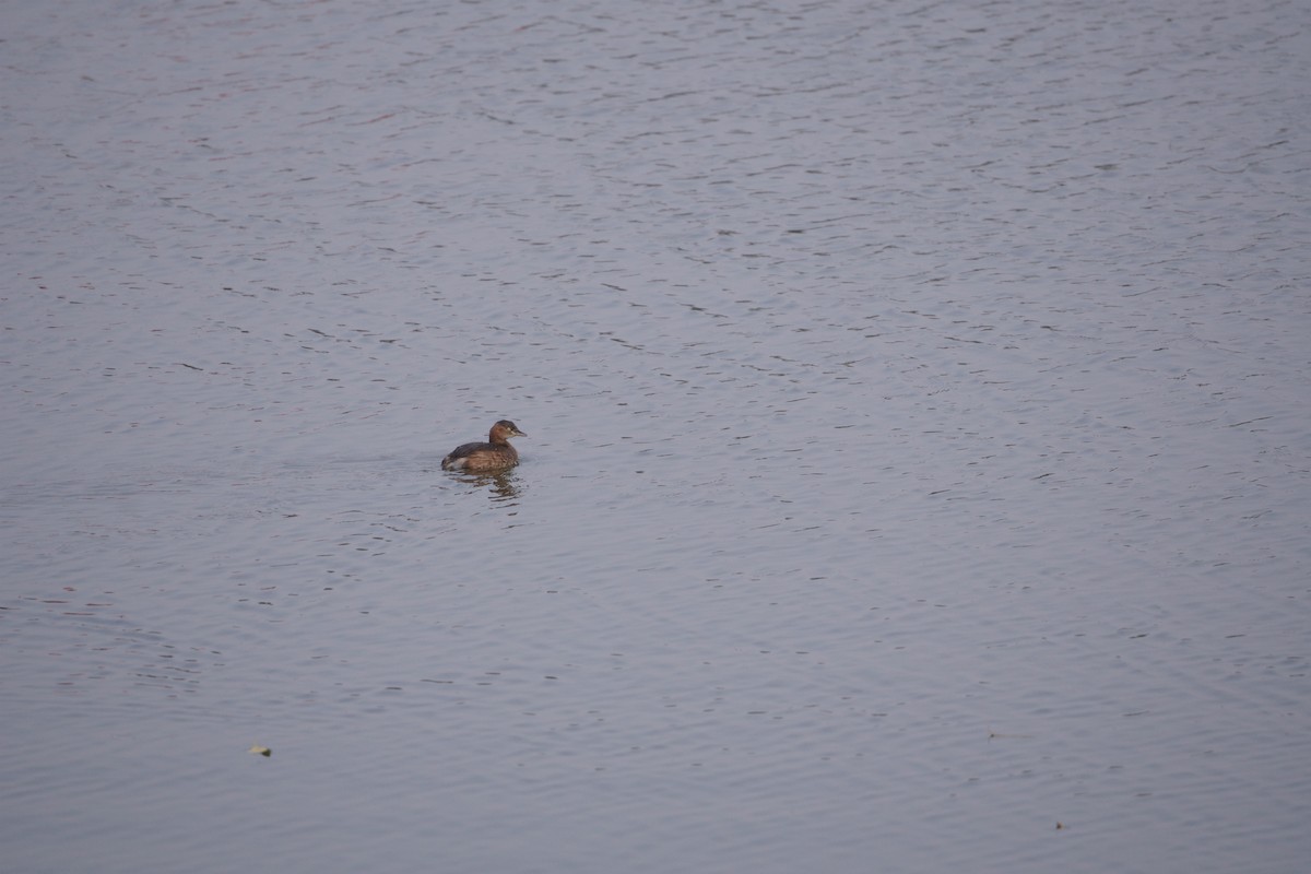 Пірникоза мала - ML645773031