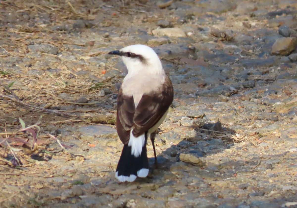Віюдита біла - ML645773032