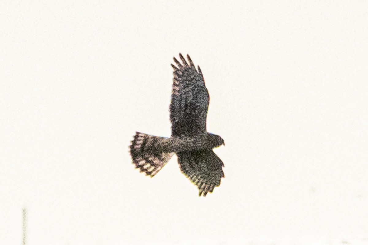 Лунь американський - ML645773033