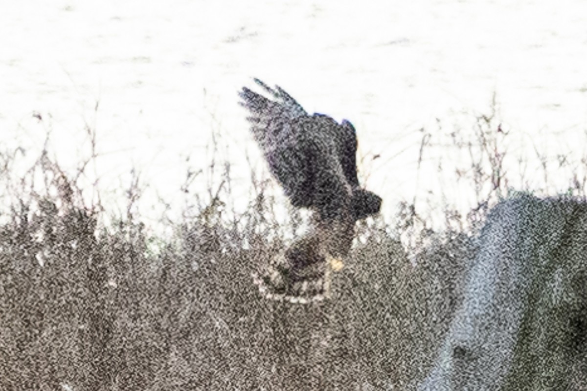 Лунь американський - ML645773035