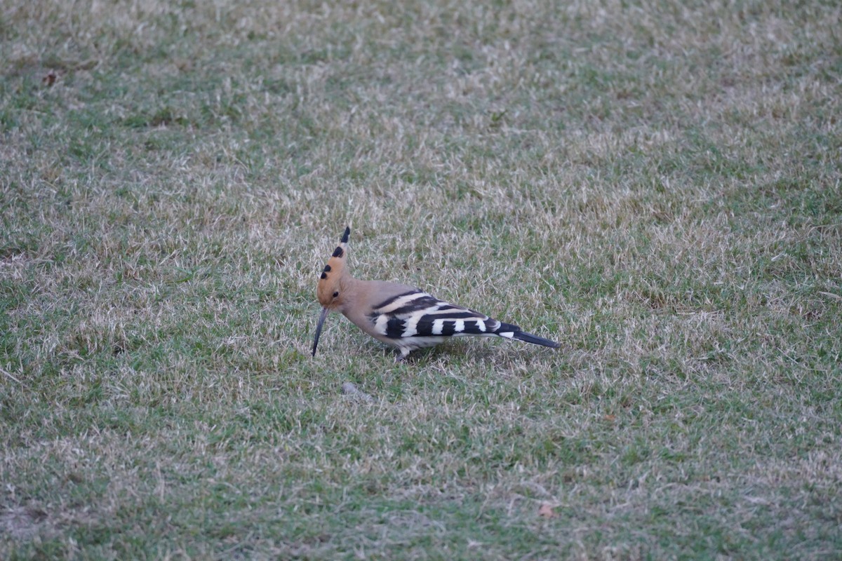 Одуд євразійський - ML645773036
