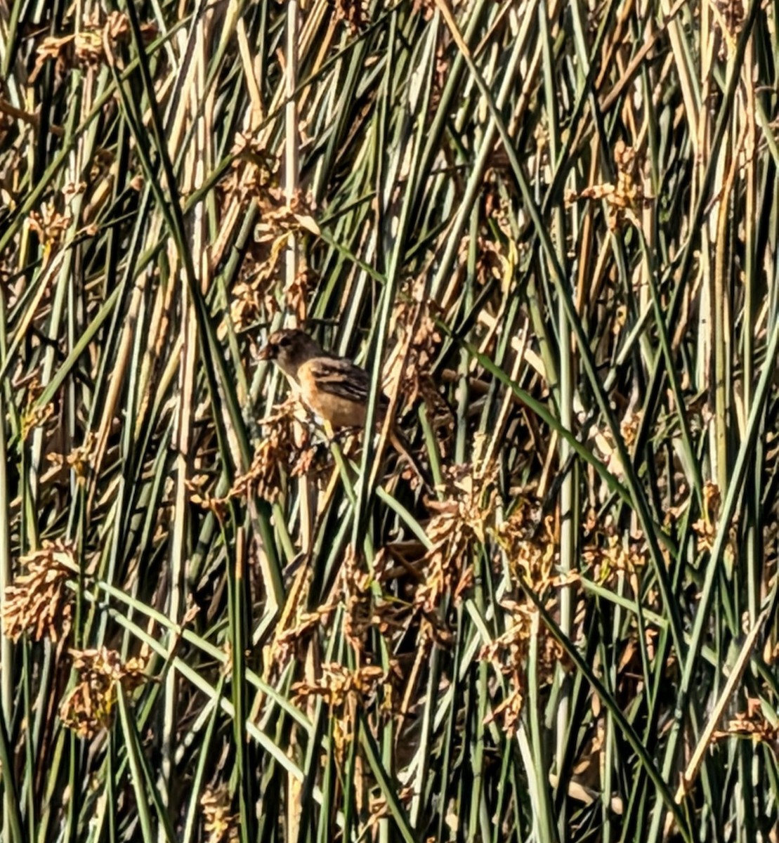 Зерноїд масковий - ML645773037