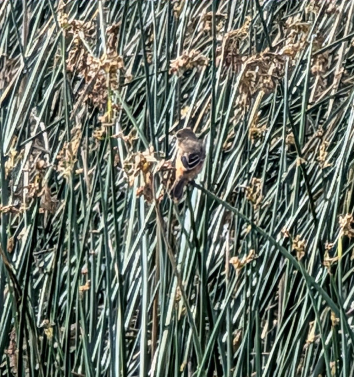 Зерноїд масковий - ML645773038