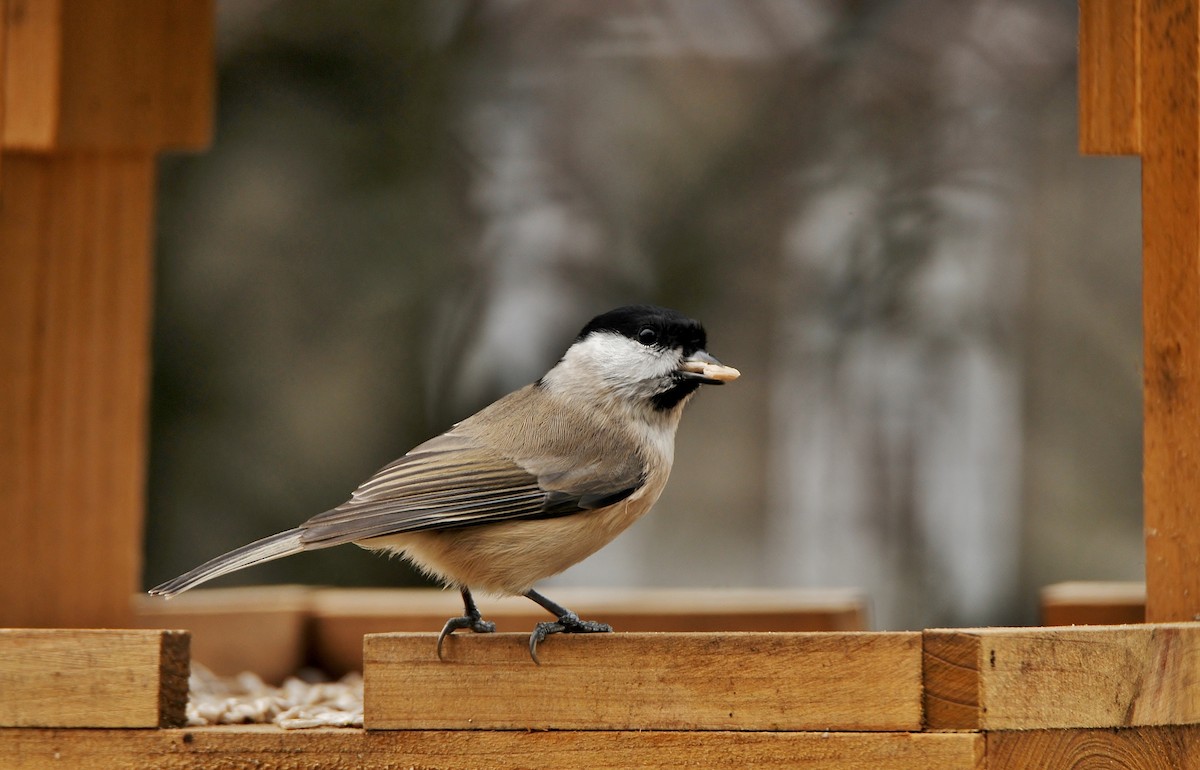 Гаїчка болотяна - ML645773039