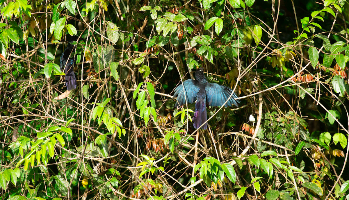 Ані великий - ML645773040