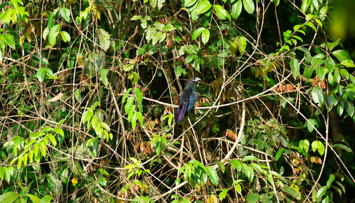 Ані великий - ML645773042