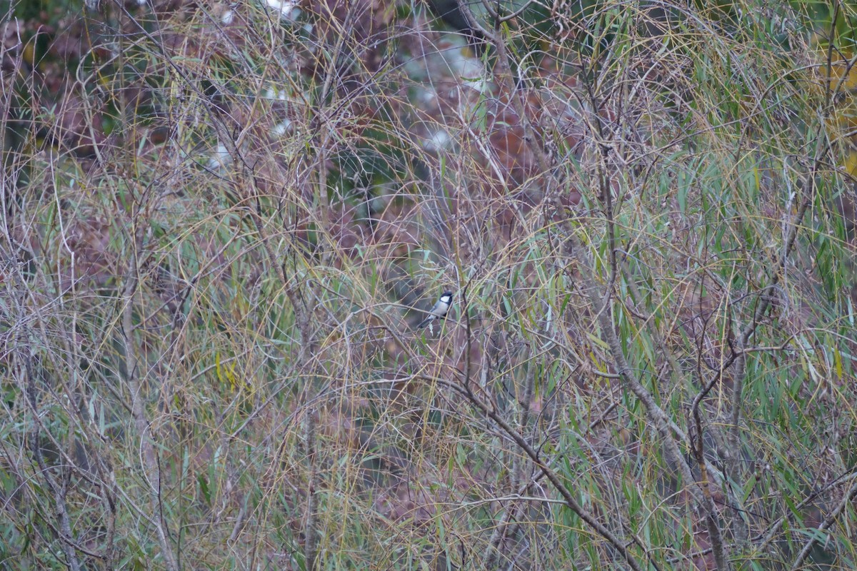 Asian Tit - ML645773043